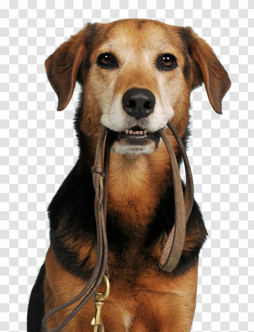 Rescue Dog Animal Shelter Mongrel - Behavior Transparent PNG