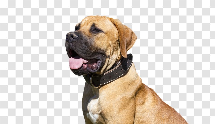 Dog Boerboel Tosa Snout English Mastiff Transparent PNG