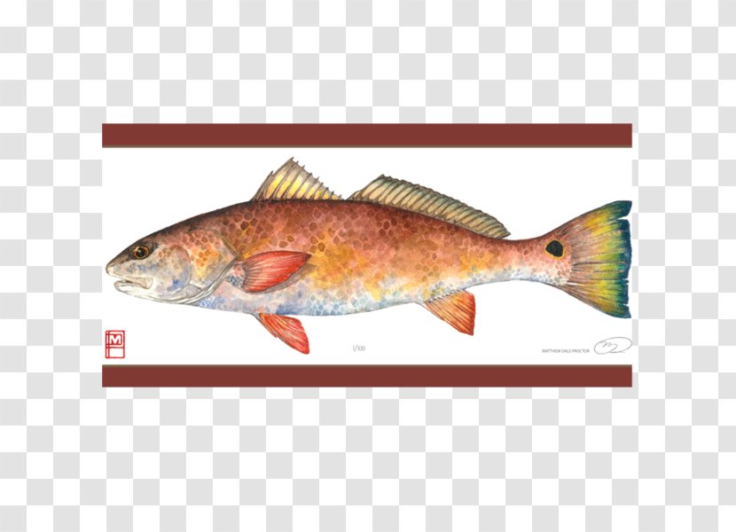 Salmon Painting Northern Red Snapper Fish Products Art - Seafood Transparent PNG