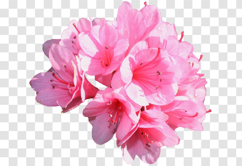 Carnation Pink Flowers Rose Common Daisy - Cut Transparent PNG