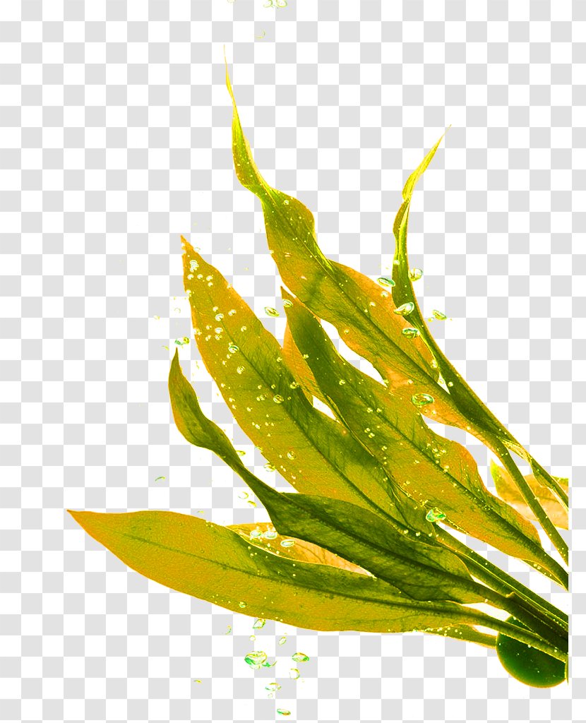 Seaweed Lip Balm Seagrass - Yellow Green Fresh Grass Decoration Pattern Transparent PNG