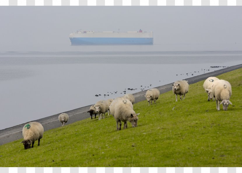Sheep Man Made Coast Photography Photographer Bert Spiertz Fotografie - Landscape Transparent PNG