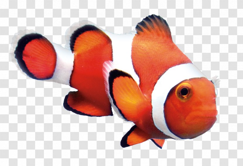 Ocellaris Clownfish Orange Goldfish - Tail - Marine Biology Transparent PNG