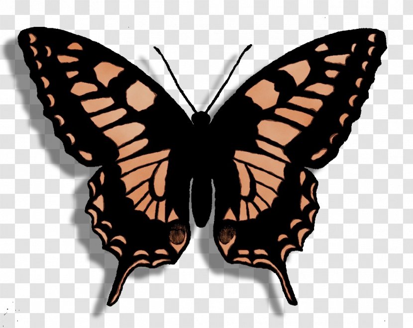 Monarch Butterfly - Drawing - Wing Brushfooted Transparent PNG