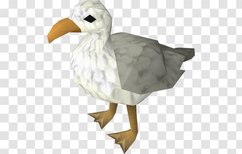 RuneScape Bird Gulls Goose Duck - Animal - Seagull Transparent PNG