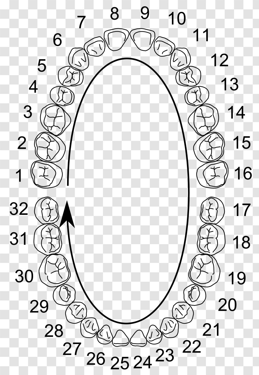 Universal Numbering System Human Tooth Dental Notation Anatomy Dentistry - Line Art Transparent PNG