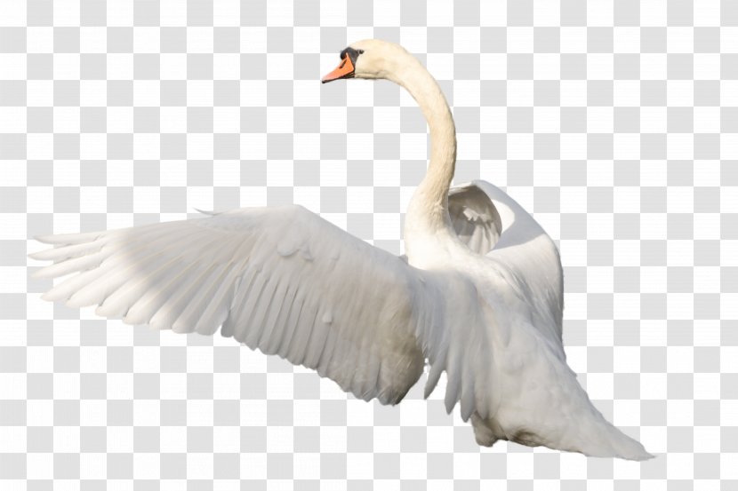 Image Resolution Clip Art - Ducks Geese And Swans - Beak Transparent PNG