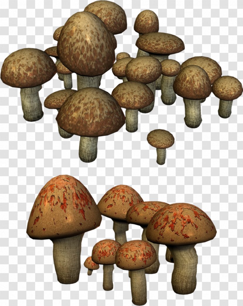 Shiitake Fungus Medicinal Fungi Matsutake Mushroom Transparent PNG
