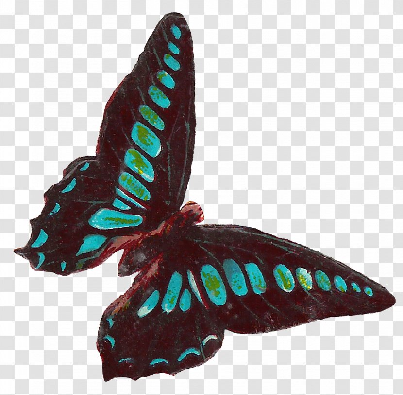 We Delight In The Beauty Of Butterfly, But Rarely Admit Changes It Has Gone Through To Achieve That Beauty. Moth Clip Art - Wing - Lovely Insects Transparent PNG