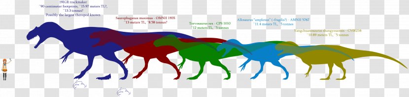 Dinosaur Size Carcharodontosaurus Allosaurus Tyrannosaurus Saurophaganax - Mustang Horse Transparent PNG