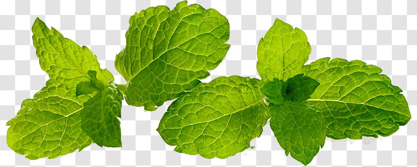 Peppermint Food Herb Essential Oil Leaf - Bowl - Spearmint Transparent PNG