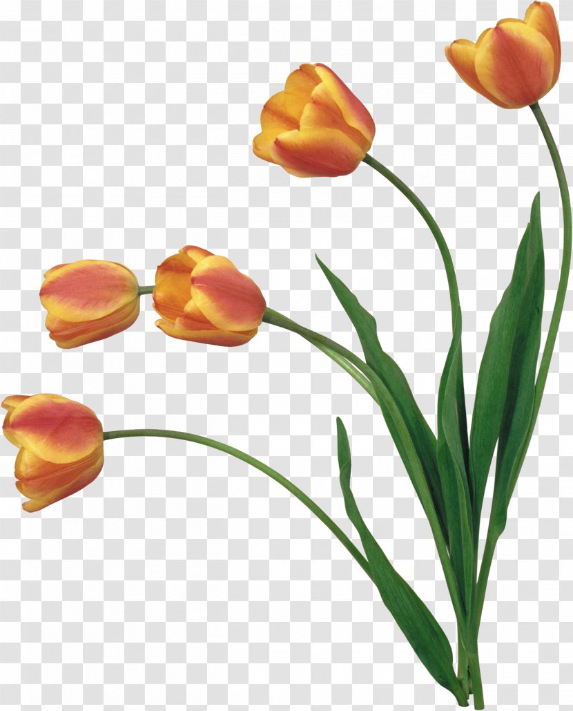 YouTube Flower Clip Art - Tulip Transparent PNG