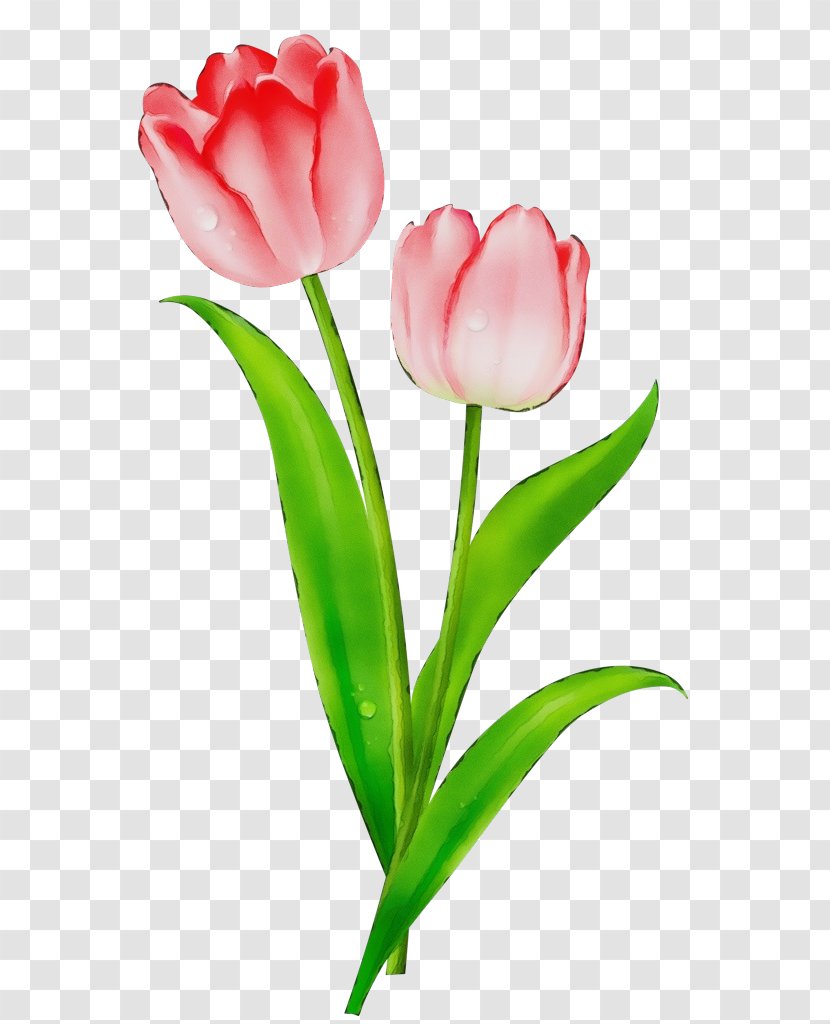 Flower Tulip Petal Pink Plant - Red - Stem Transparent PNG