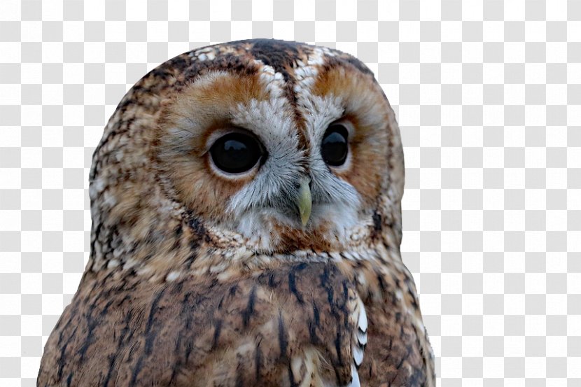 Barred Owl Bird Of Prey - Close Up - Face Closeup Transparent PNG