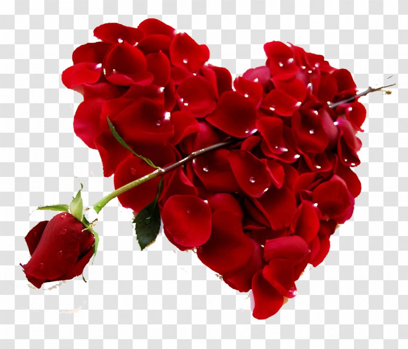 Heart Rose Red Valentines Day Petal - Love - Petals And Roses HD Photo Transparent PNG