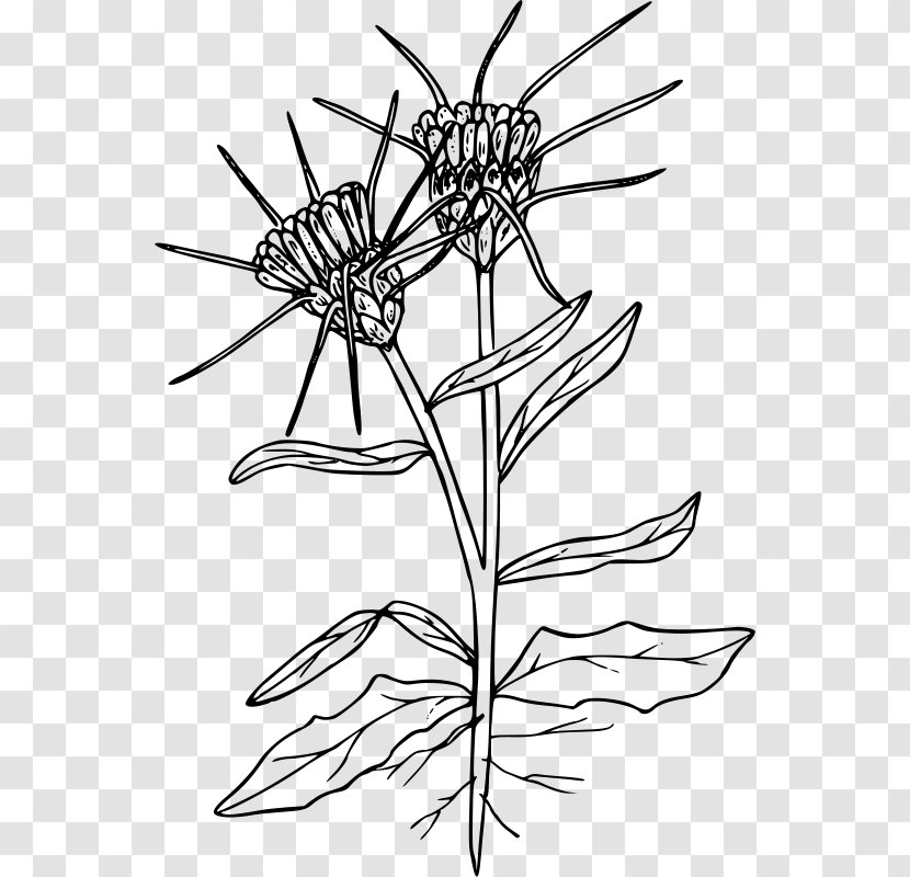 Yellow Star-thistle Clip Art - Thistle Transparent PNG