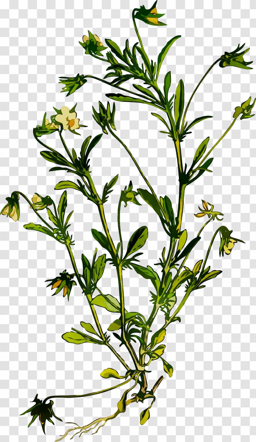 Summer Savory Herbalism Herbaceous Plant Stem - Leaf Transparent PNG