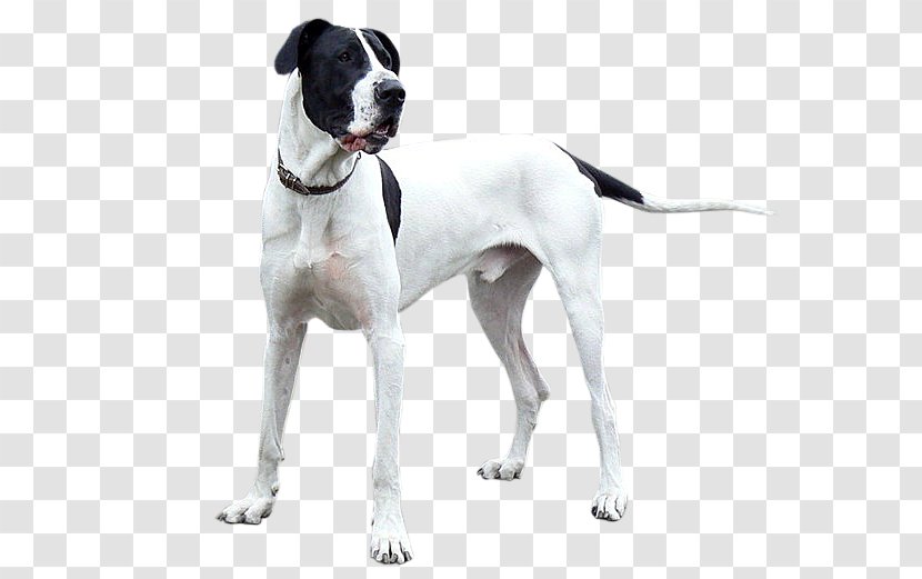 Old Danish Pointer Great Dane Beagle Dog Breed - Carnivoran - Yorki Transparent PNG