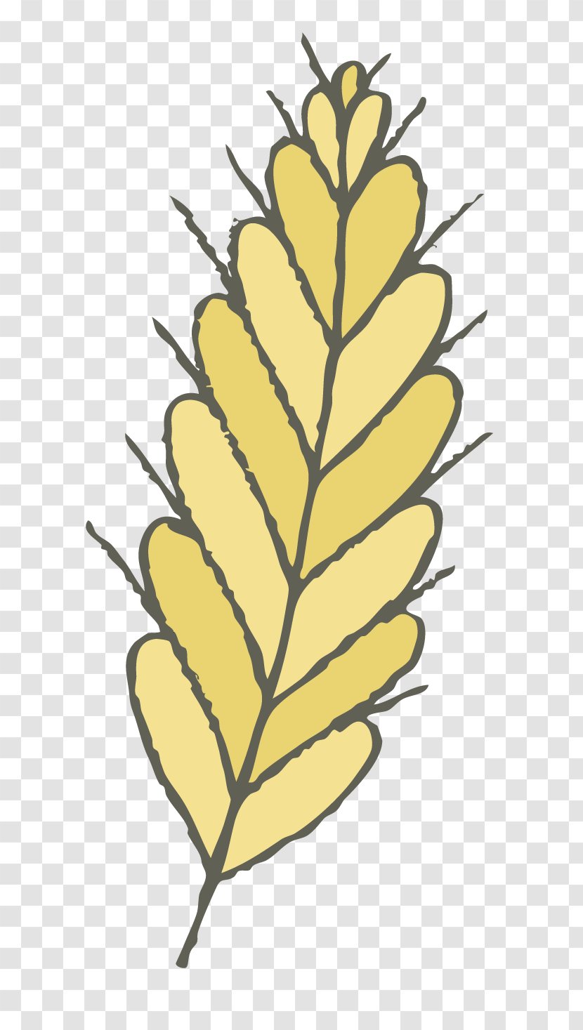 Rice Oryza Sativa - Branch - Hand-painted Transparent PNG
