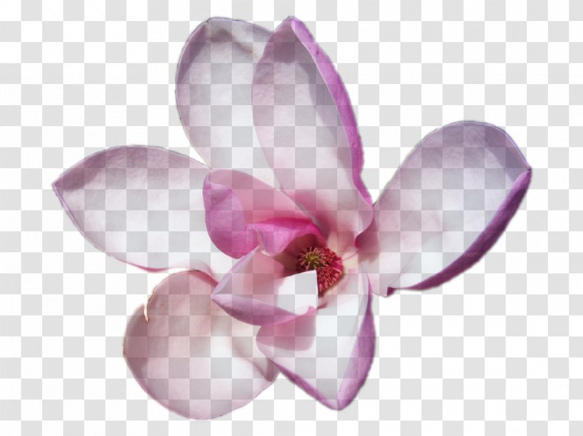 Perfume Escada Party Magnolia Tonka Beans - Moth Orchid - Lilac Flower Transparent PNG