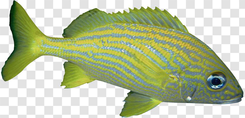 Fish Green - Tail Transparent PNG