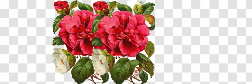 Garden Roses Flower Bouquet - Plant Stem Transparent PNG