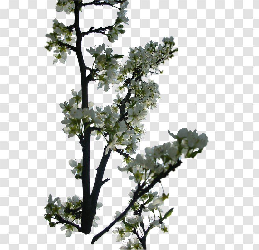 Twig Pine Plant Stem Leaf Flowering - Tree - Trees Transparent PNG
