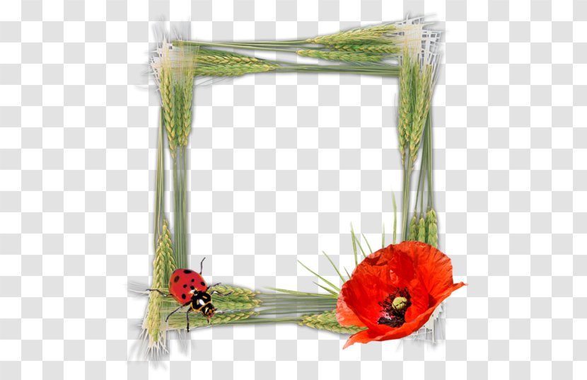 Picture Frames Digital Photography - Frame Transparent PNG