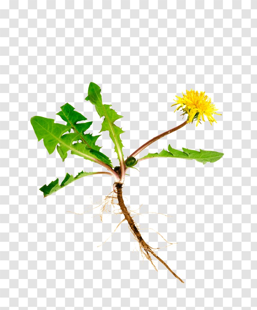 Dandelion Coffee Common Root Tea Herb - Twig Transparent PNG