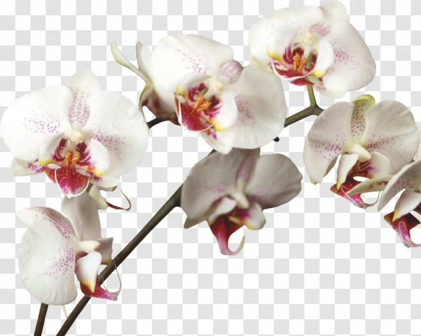 Cut Flowers Orchids Poppy Petal - Flower - Beautiful Orchid Photo Frame Transparent PNG