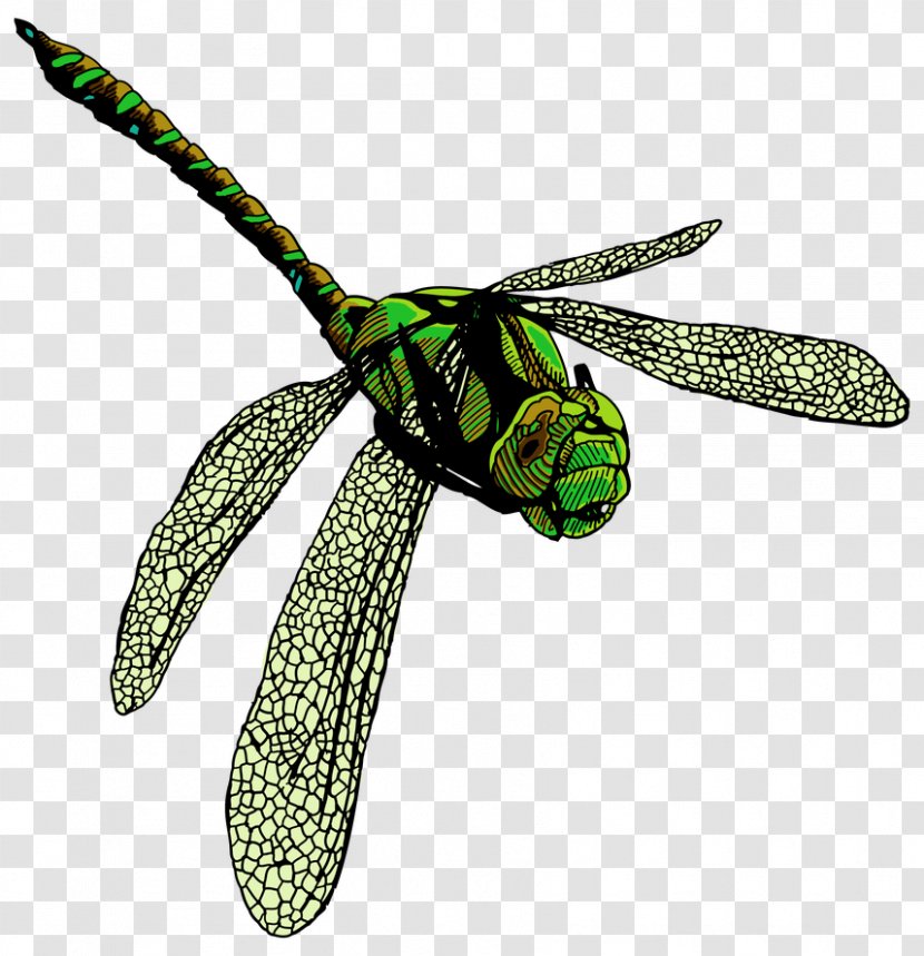 Clothing Accessories Fashion Insect Membrane - Dragonflies Illustration Transparent PNG