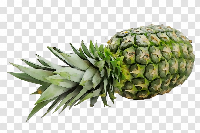 Pineapple - Pine - Fruit Transparent PNG