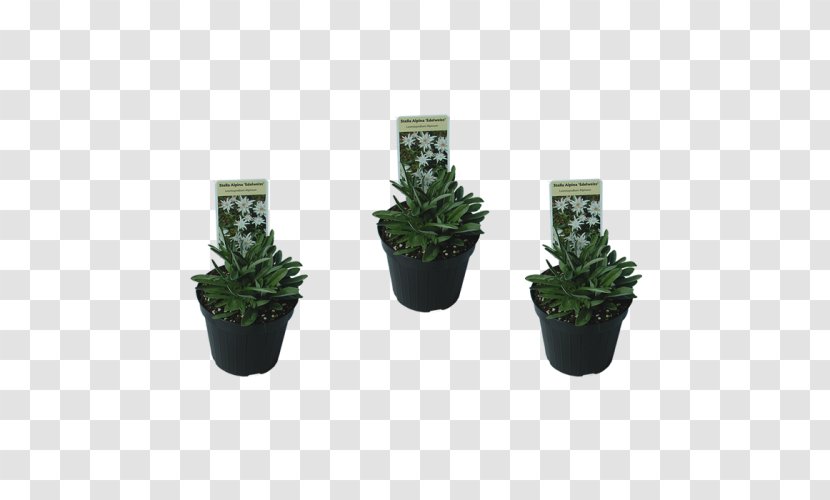 Flowerpot Herb Houseplant Transparent PNG