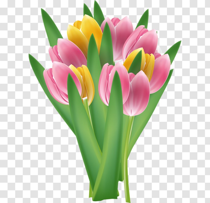 Tulip Flower - Floral Design Transparent PNG