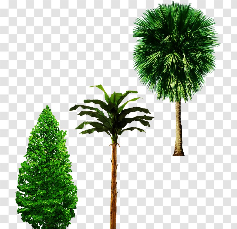 Banana Tree Arecaceae Trunk - Arecales - ,castle,Cutout,Trees,Trees,,castle,Cutout Transparent PNG