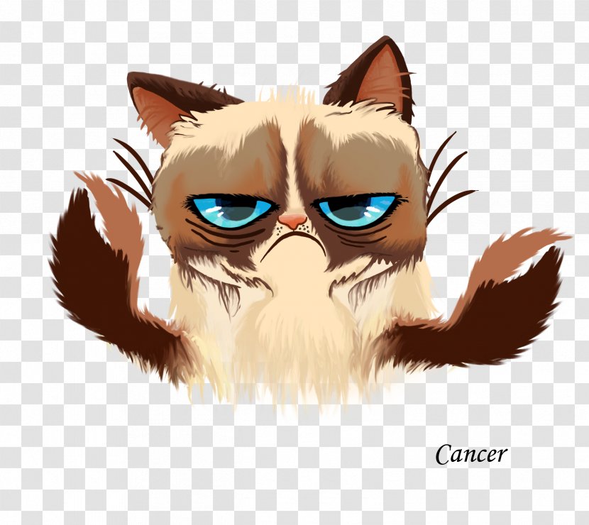 Grumpy Cat Kitten Cats And The Internet - Frame - Face Transparent PNG