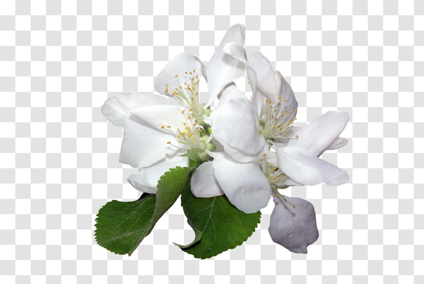 White Flower Petal Color - Perfume Transparent PNG