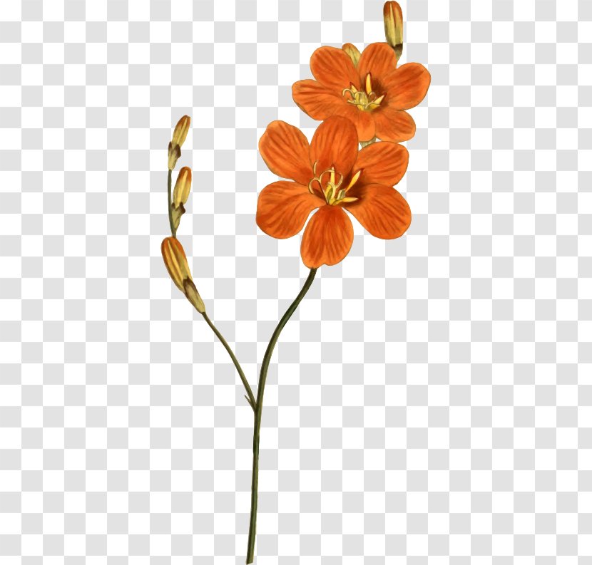 Stock Photography Image Clip Art - Plants - Tri Flower Transparent PNG