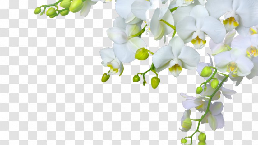Orchids Flower Desktop Wallpaper Bud - Orchid Transparent PNG