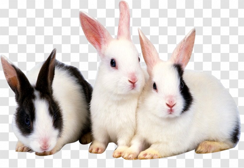 Rabbit High-definition Television Video 1080p Wallpaper - Domestic - Three Cute Little Bunny Transparent PNG