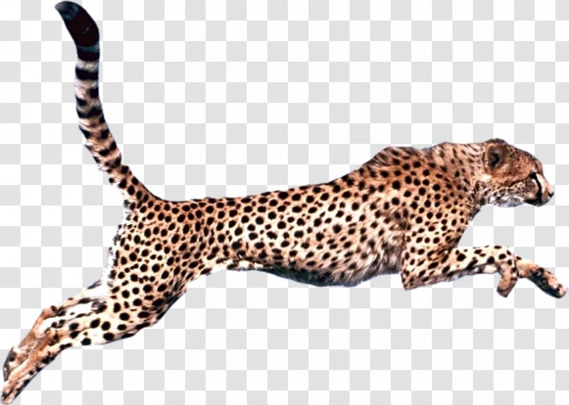 Cheetah Leopard Felidae Clip Art Transparent PNG