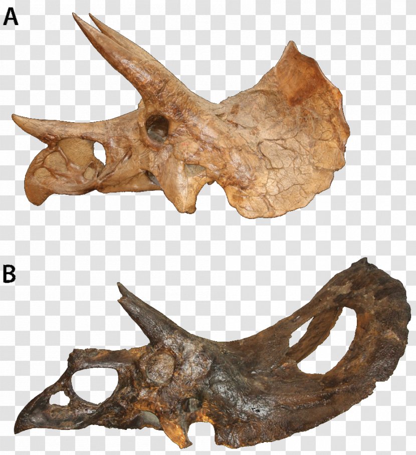 Triceratops Torosaurus Stegosaurus Ceratopsia Transparent PNG