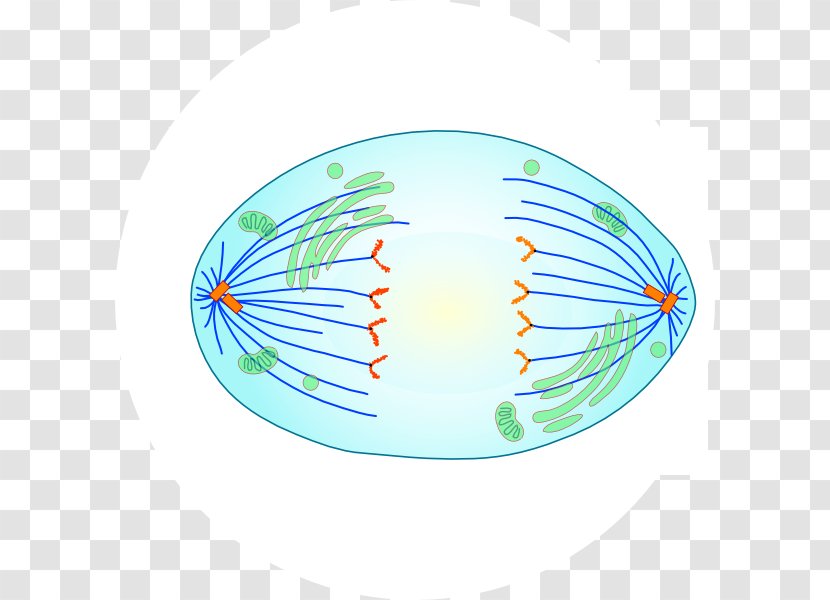 Spindle Apparatus Cell Division Cycle Mitosis - Watercolor - Flower Transparent PNG