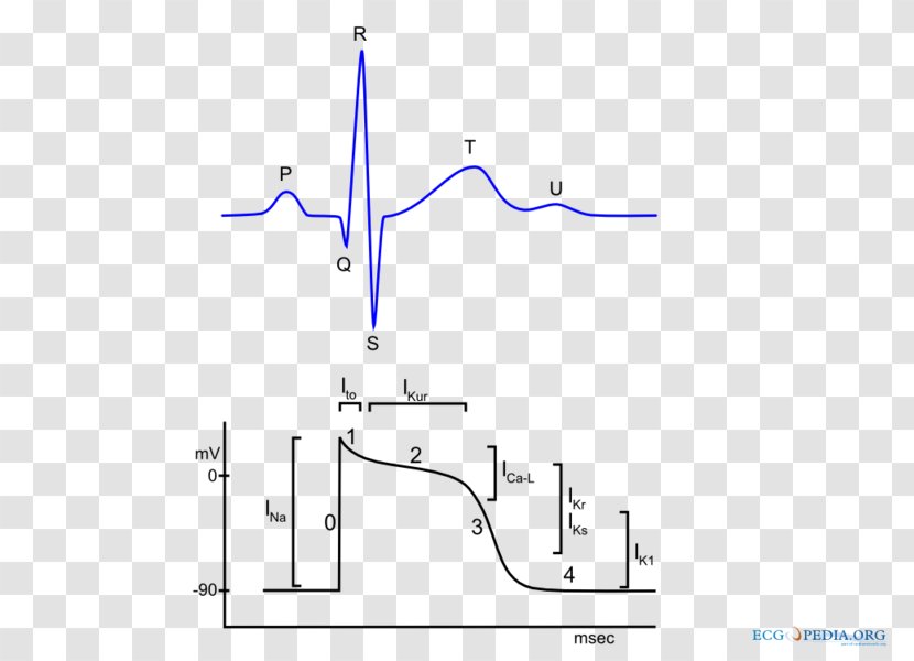 Cardiac Action Potential Electrocardiography Heart Muscle Transparent PNG