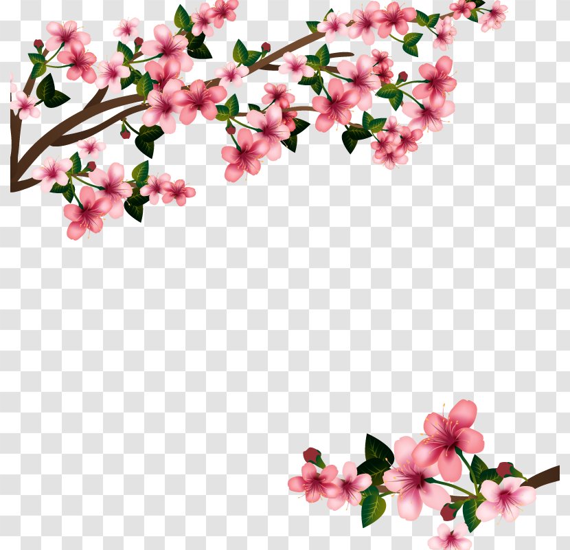 Cherry Blossom Euclidean Vector - Petal Transparent PNG