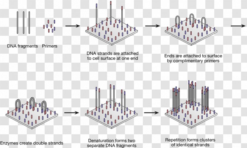 Polymerase Chain Reaction DNA Sequencing Genetic Testing - Themselves Transparent PNG