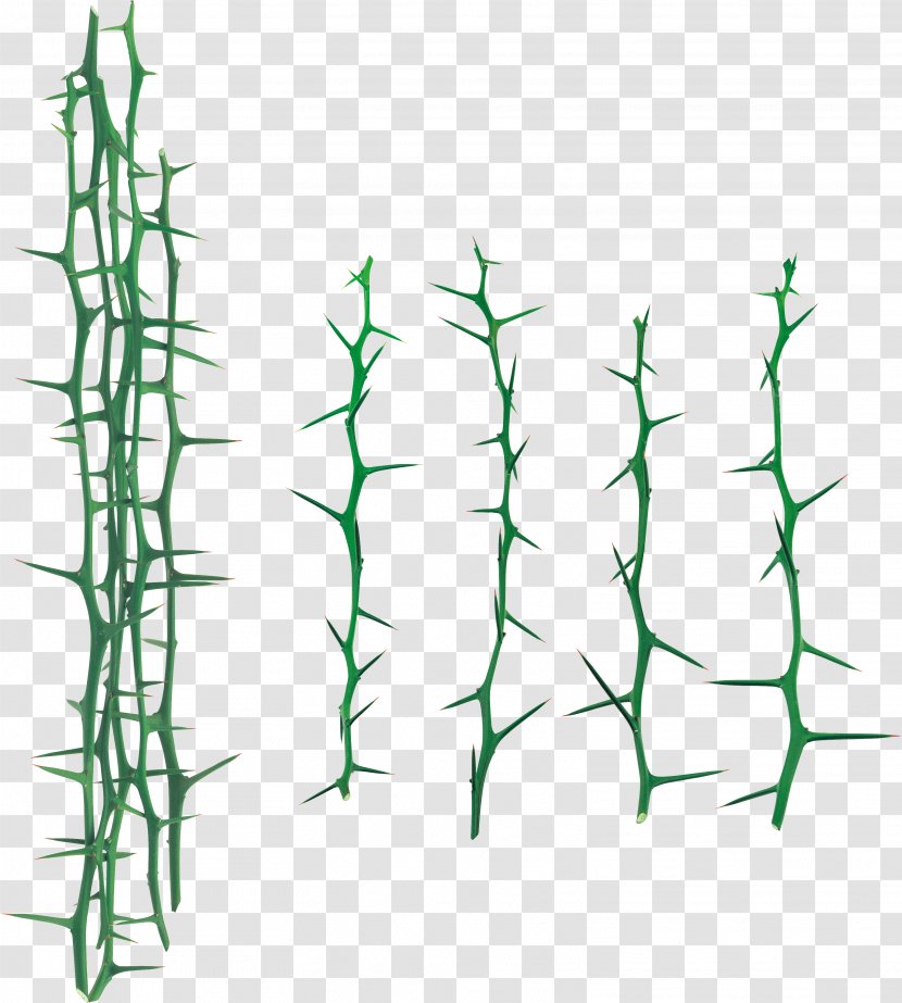 Leaf Branch Thorns, Spines, And Prickles Clip Art - Line Transparent PNG