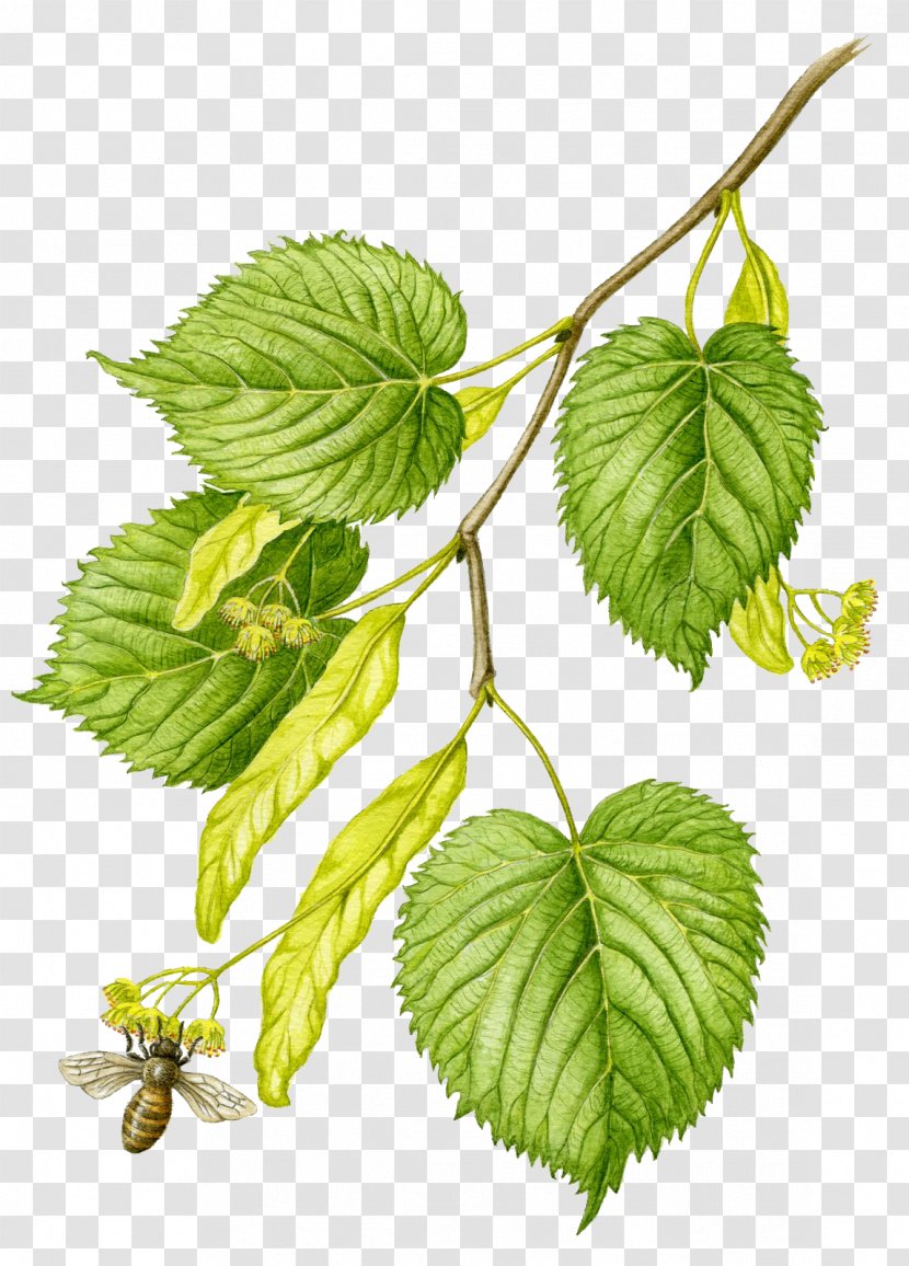Lindens Agriturismo CORTE BANCARE Leaf Perilla Branch - Humulus Lupulus Transparent PNG