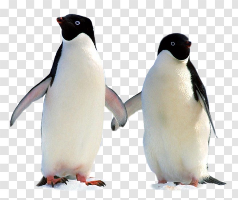 Two Penguins - Cartoon - Frame Transparent PNG