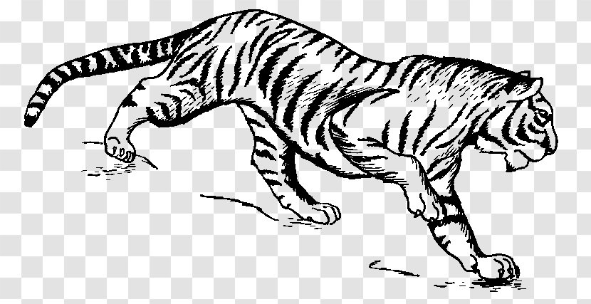 Tiger Drawing Cat Watercolor Painting - Art - Wild Transparent PNG